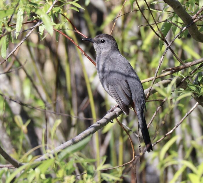 Grey catbird