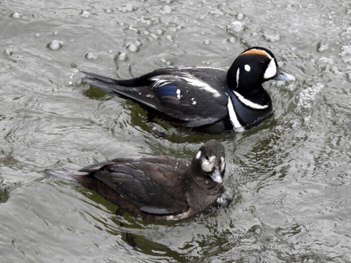 Harlequin ducks