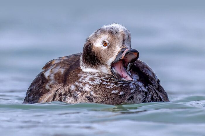 Often spotted on the Great Lakes during winter, the long-tailed duck is identified by birdwatchers by its eclipse plumage. 