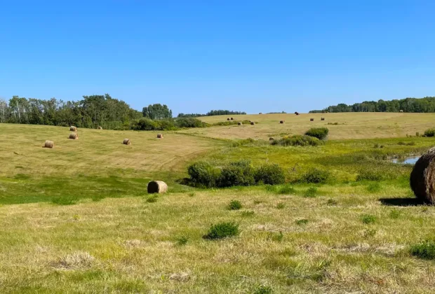 Hay for Tender: Manitoba