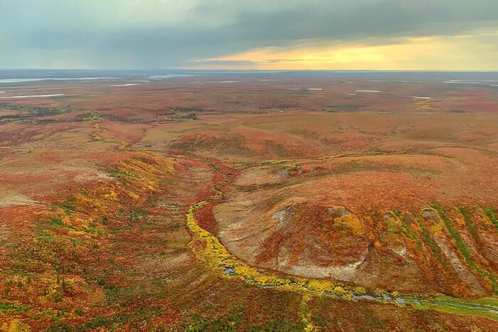 Peatlands in the Trail Valley Creek area along the coast of the Beaufort Sea are home to caribou, grizzly bears and a host of other peat-loving wildlife.