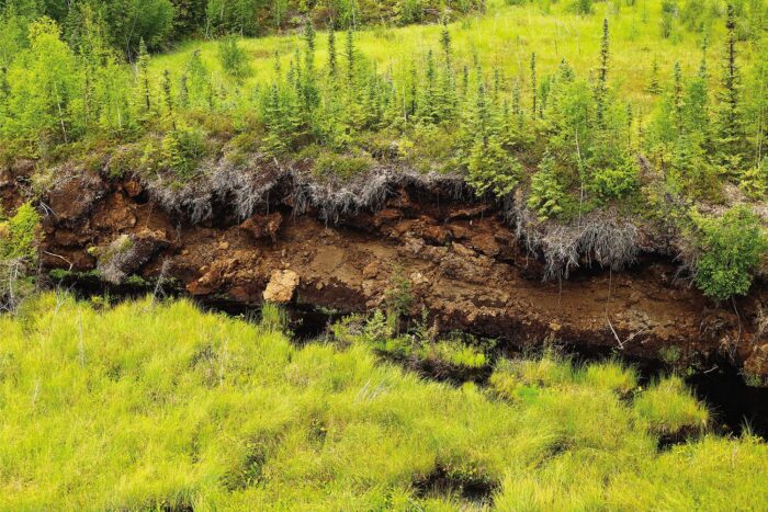Permafrost slumps occur in permafrost regions with plenty of ice. As ice deteriorates the hillside gives out, causing slumps on riverbanks and hills. Drunken forests are similar, occurring when the ground beneath the shallow layer of soil that a forest is rooted in shifts because of melting permafrost, causing trees to tilt and bow.