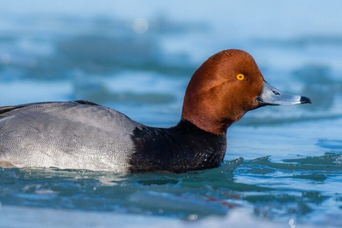 A redhead drake in vibrant nuptial plumage paddles an icy spring lake in pursuit of a mate. 