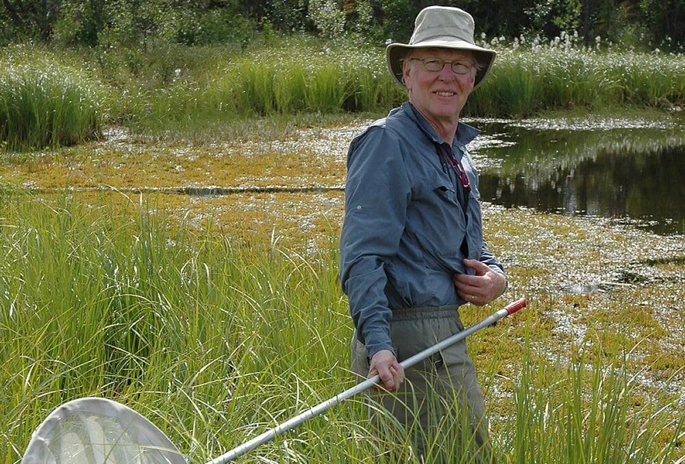 Dr. Rob Cannings nets for insects in a Yukon wetland.