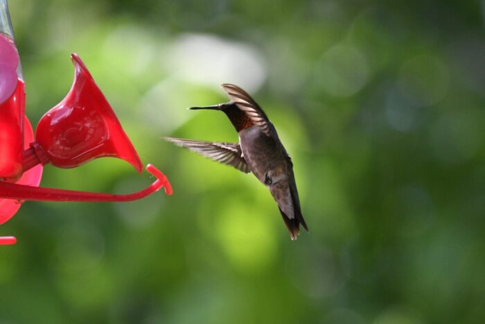 Ruby throated hummingbird