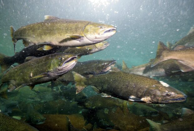 Shoring up the resilience of key habitats in B.C.’s Fraser River Estuary