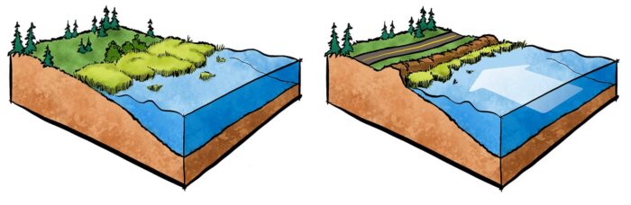 As oceans creep higher and cause erosion, salt marshes (left) are forced to migrate inland. But when built infrastructure like roads, dikes and buildings block their path of retreat (right), many of these wetlands are lost in what is known as “coastal squeeze.”