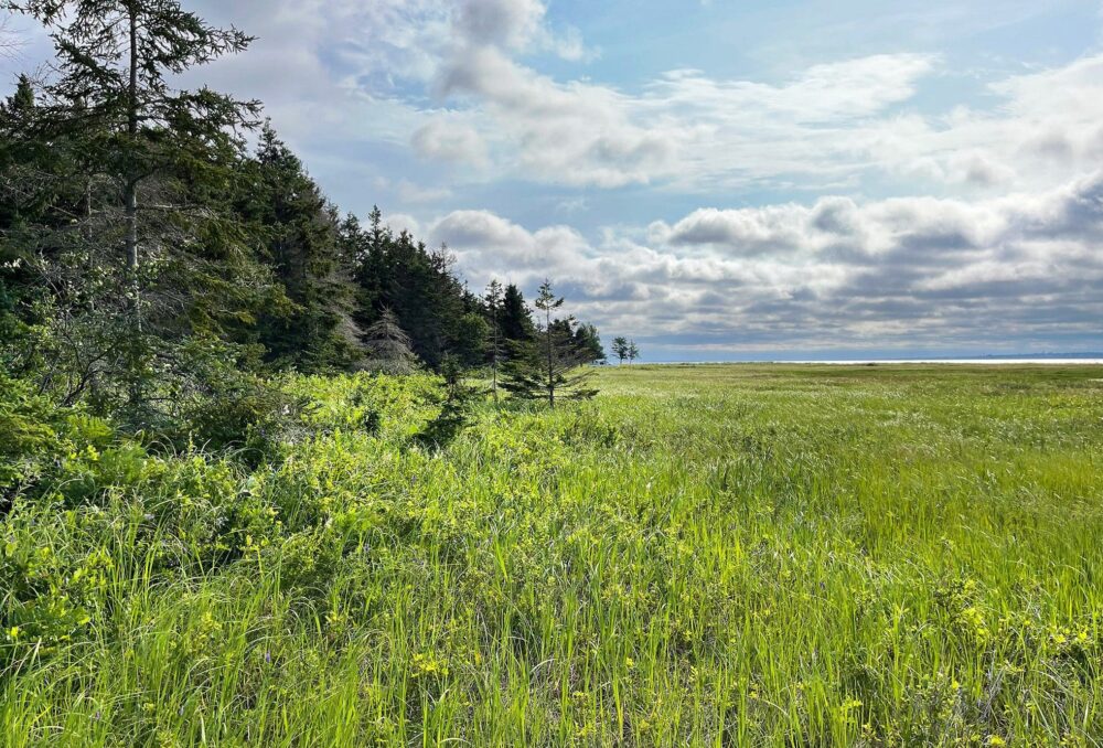 Areas of salt marsh like this one donated by the Jean family are increasingly rare ecosystems that provide important habitat for wildlife as well as critical pieces of natural infrastructure in the fight against the effects of climate change.