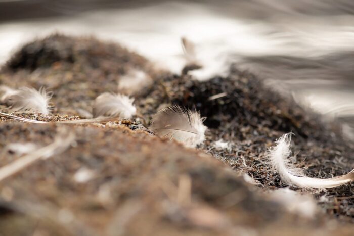 Moulting is the shedding of old hair, skin, feathers or shell to make way for new growth. Every year, ducks temporarily lose the brilliant plumage that make many of them easily identifiable — regaining it a short time later.