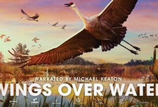 Wings Over Water documentary captivates audiences with a bird’s eye view of the Prairies