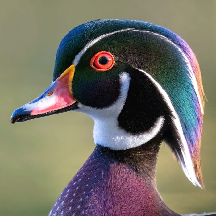A stately wood duck drake shows off his springtime finest.