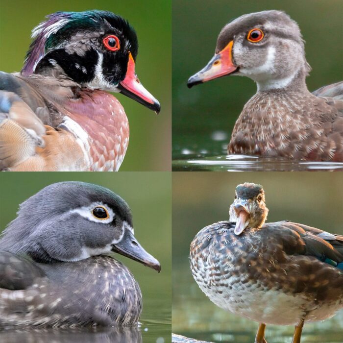 Wood ducks can sport different looks during their life cycle: Clockwise from top left: a moulting drake, juvenile drake, moulting hen and breeding hen. 