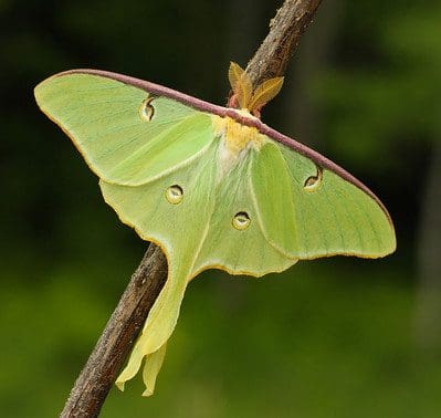 Actias luna