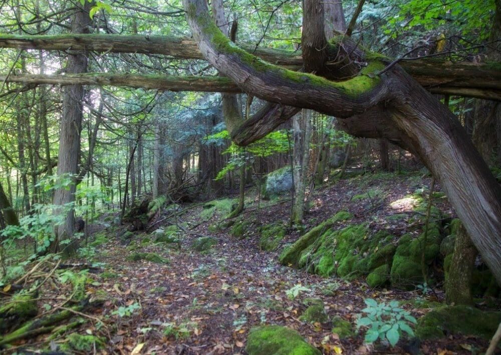 One of the ecosystems in the Hundred Acre Forest