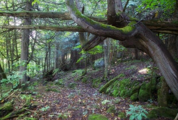 Action Chelsea for the Respect of the Environment acquires the Hundred Acres Forest, in partnership with Ducks Unlimited Canada