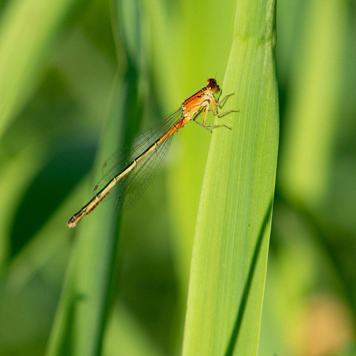 damselfly by mmunc