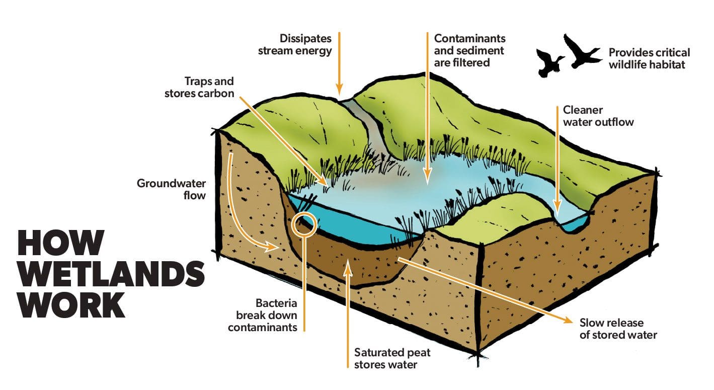 How wetlands work? Wetlands act like sponges, soaking up rain and melted snow, and can slowly release water during drier seasons.