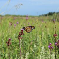 Frequently Asked Questions about Wild Pollinators
