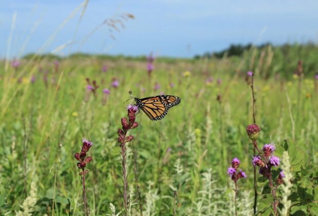 Frequently Asked Questions about Wild Pollinators