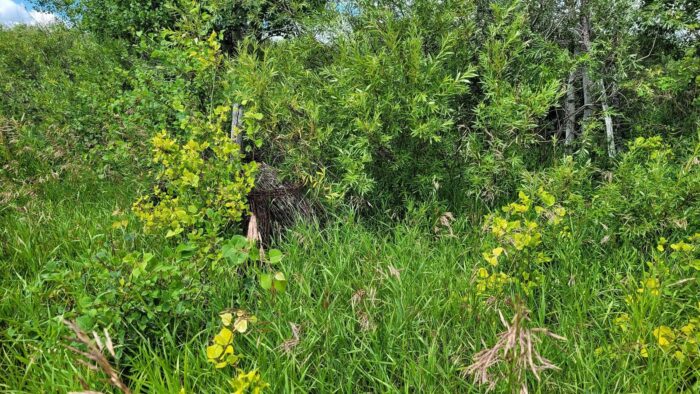 Past and present: Barbed wire spooled around a fence post gives a nod to the past life of this hardworking parcel of Saskatchewan farmland while a lush plant community grows up around it.