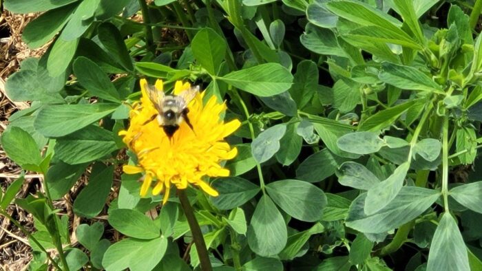 Pollinators, like this bumblebee, have returned to the Fowler Project.