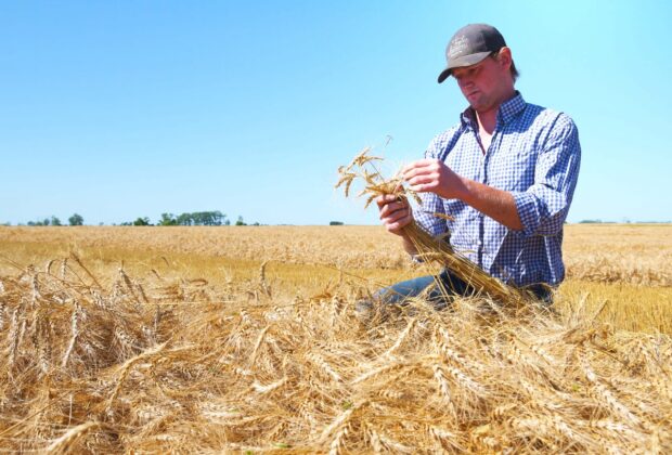 DUC leads winter wheat surge in Manitoba