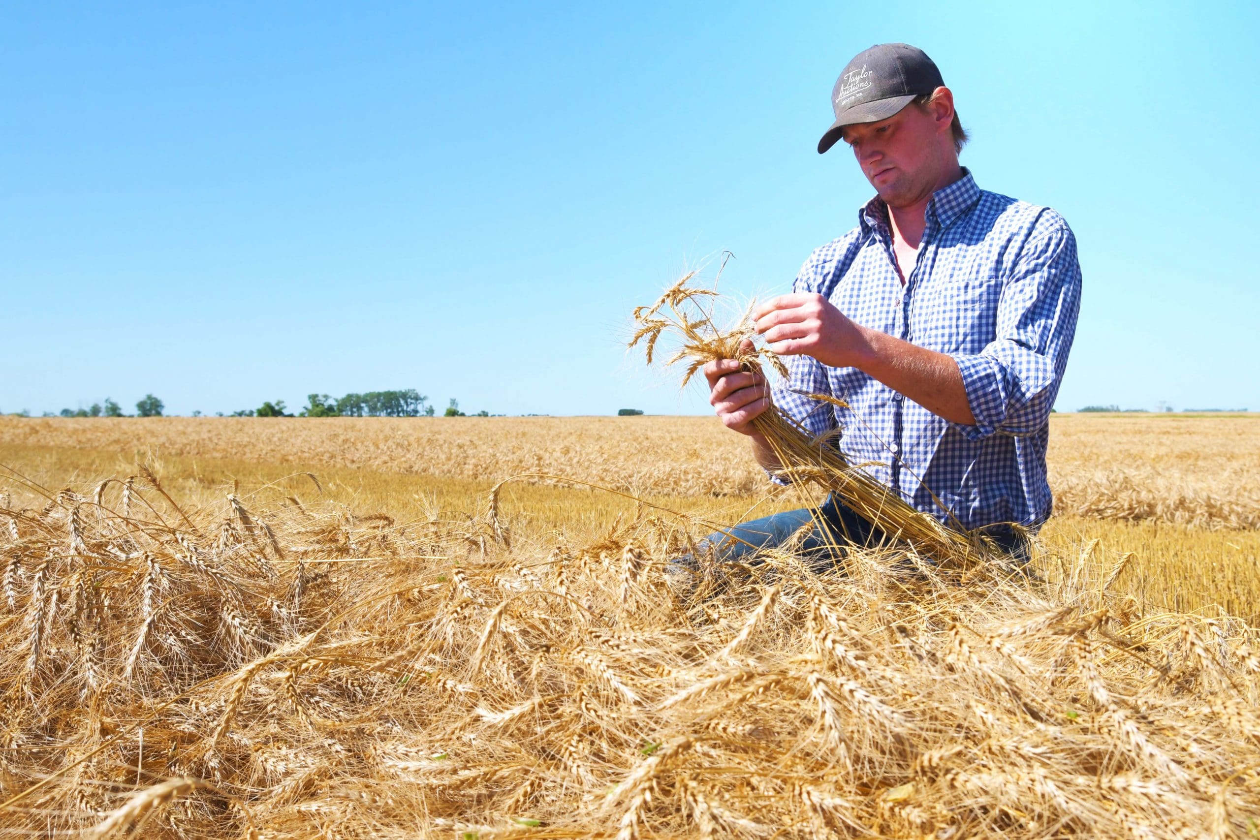DUC leads winter wheat surge in Manitoba