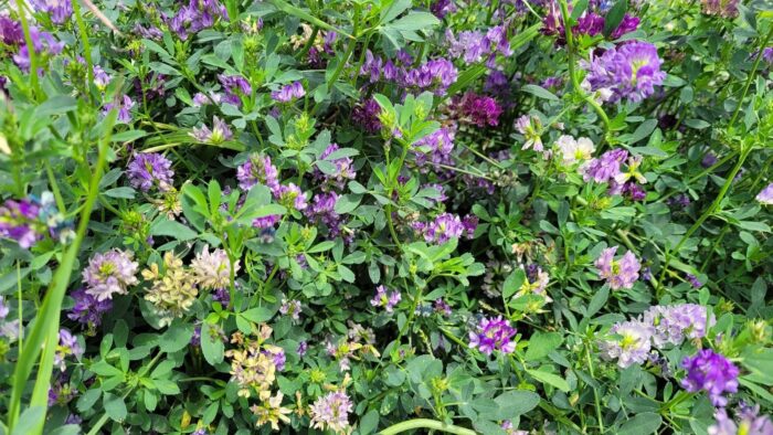 A thick crop of alfalfa like this will benefit wildlife and local producers alike.