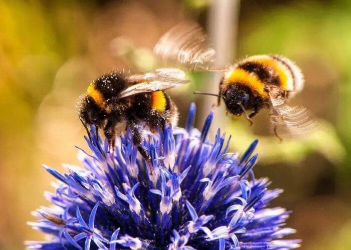 Bumblebees on flower