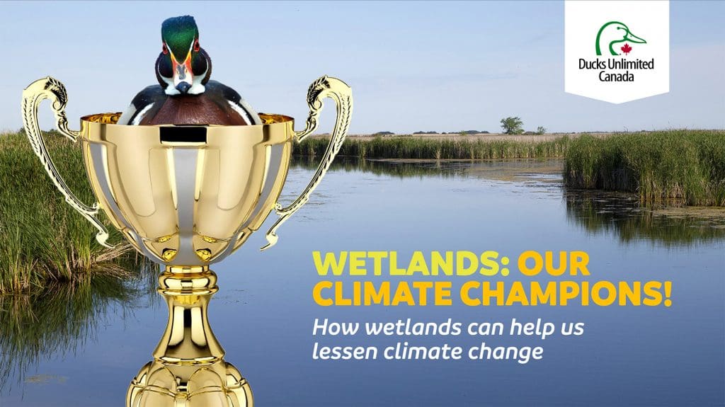 Wetlands our Climate Champions Wetlands to the Rescue! – Presentation - 120$