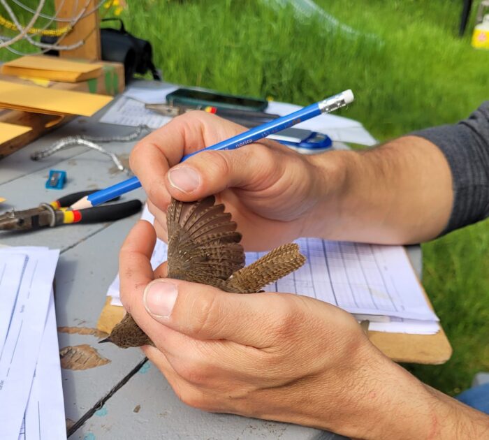 Clarke gently conducts a series of measurements on a captured house wren.