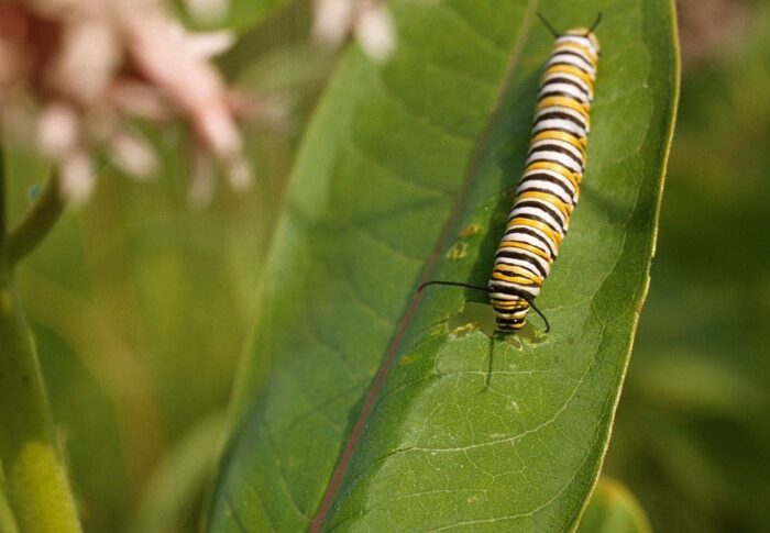 Monarch caterpillar 