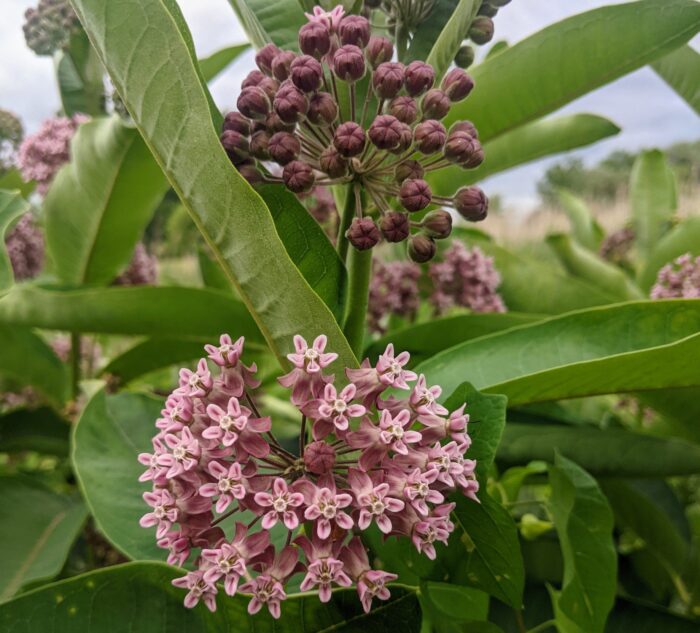 Milkweed plant