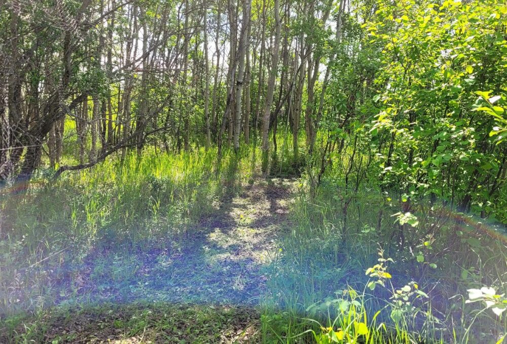 Can you see me? A mist net vanishes into the shadows on DUC's Mang Project.