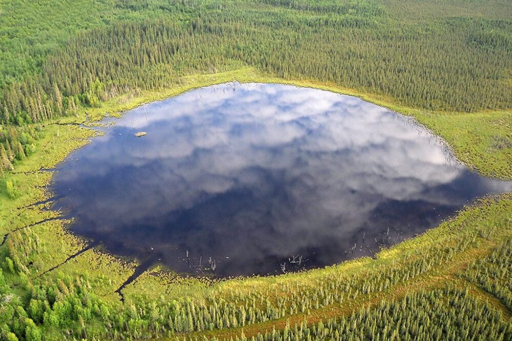A boreal wetland.