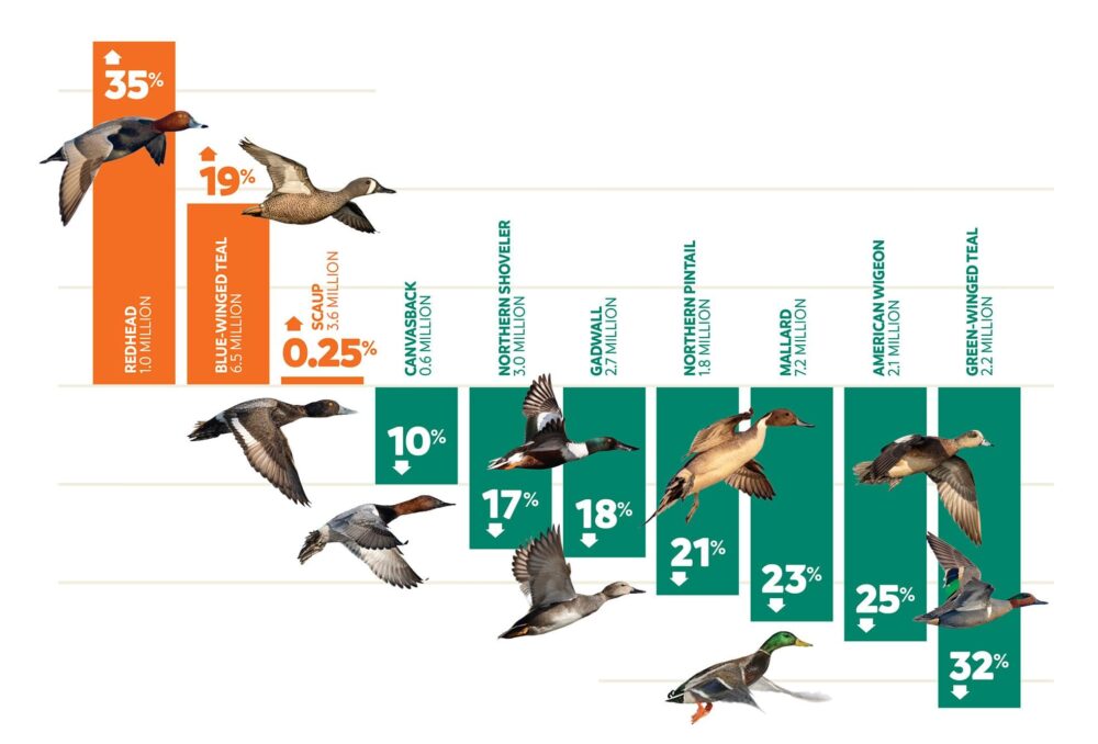 Breeding population estimates for 10 common species.