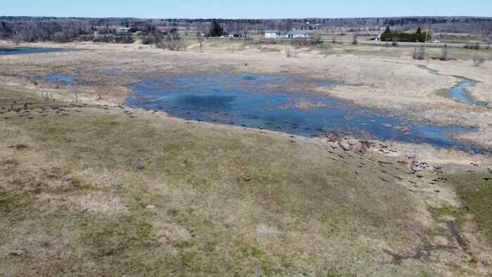 Geese at Trepanier Marsh