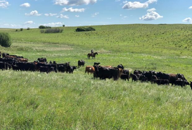 Saskatchewan ranch family sustainably manages grass for today – and for tomorrow