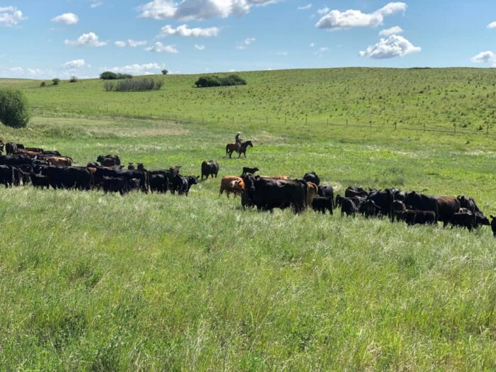 Cattle on the Hicks' family ranch