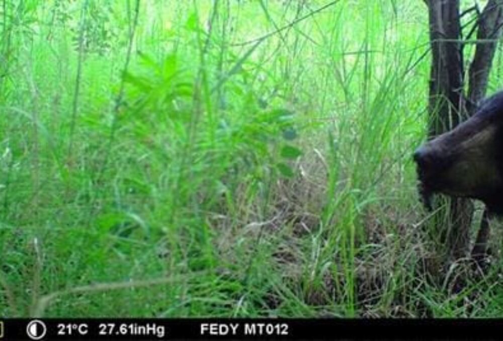 A black bear, complete with feathers hanging from its chin, discovered an American wigeon duck nest in an alder thicket in the boreal forest.