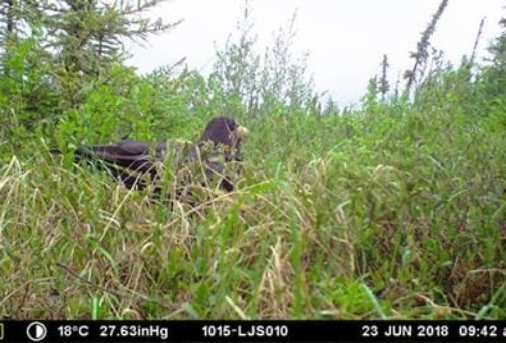 A common raven carries away a lesser scaup duck egg from a nest in a boreal bog.