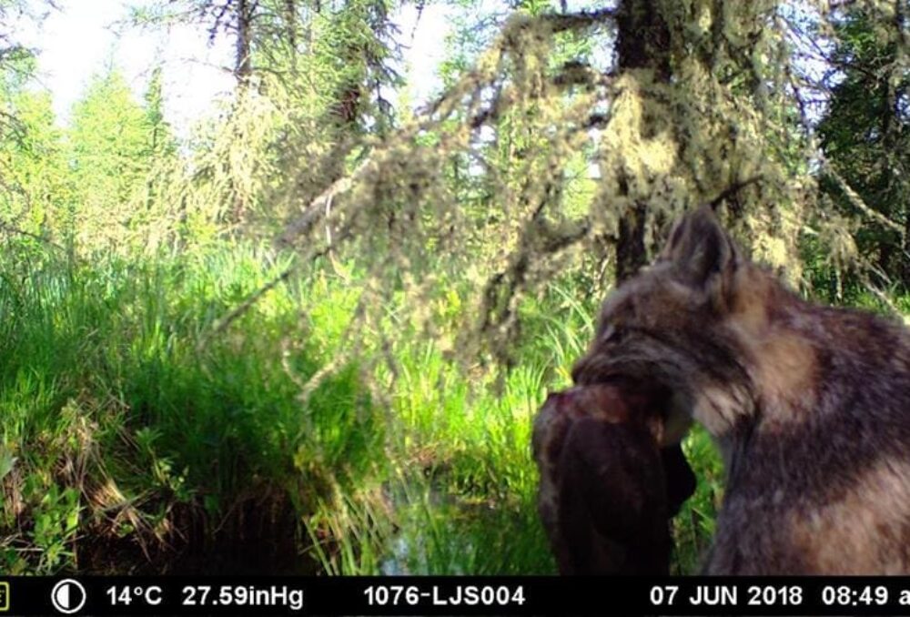 A lynx with a predated hen captured by a research camera in the boreal forest.