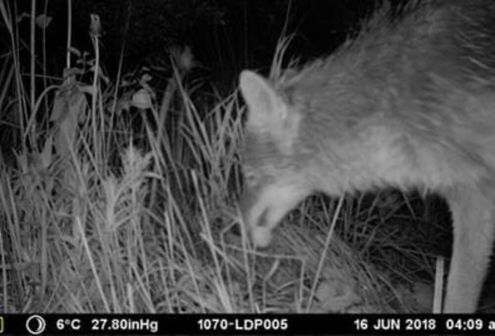 A coyote raids a blue-winged teal duck nest in a meadow marsh in the boreal forest.