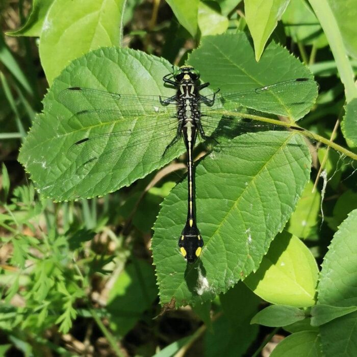 Cobra clubtail