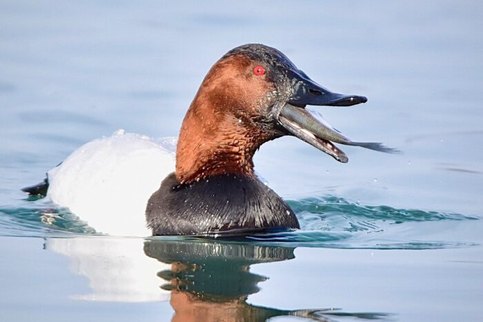 Canvasback