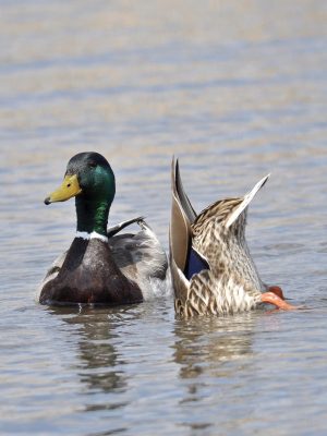 Migration Photo Contest