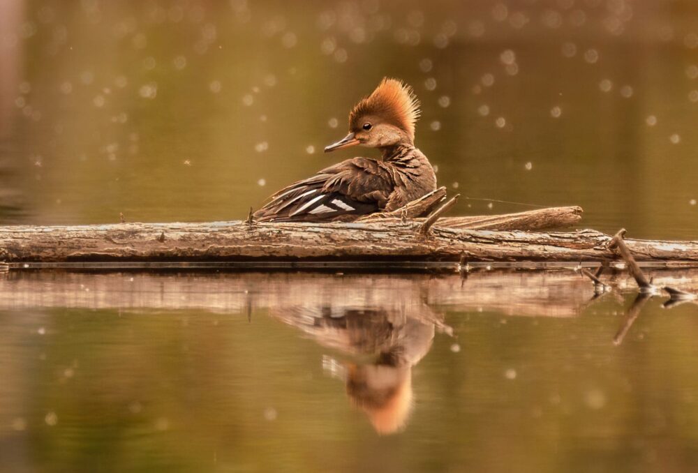 Hooded merganser