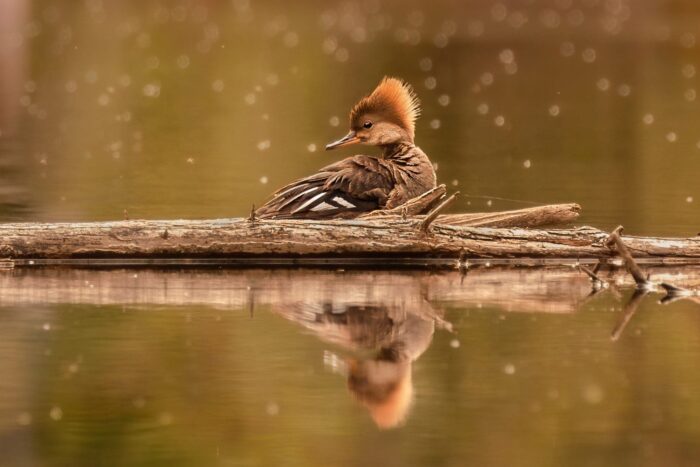 Hooded merganser