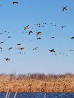 DUC Migration Tracker