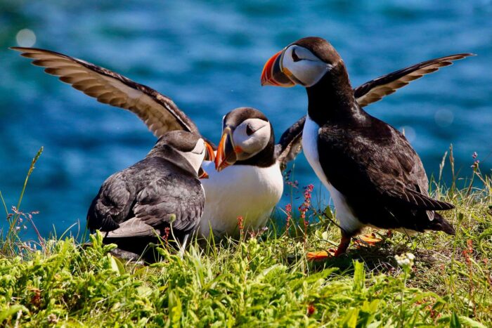 Puffins